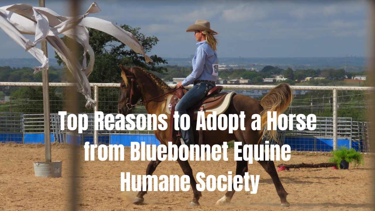 Top Reasons to Adopt a Horse from Bluebonnet Equine Humane Society